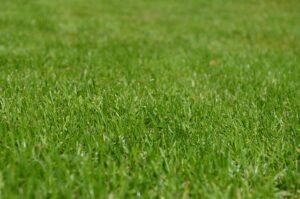 Lawn Care Services Edmonton